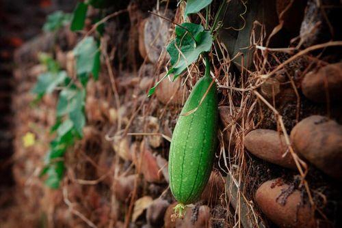 吃瓜吃了顶呱呱,揭秘“顶呱呱”吃瓜技巧与乐趣