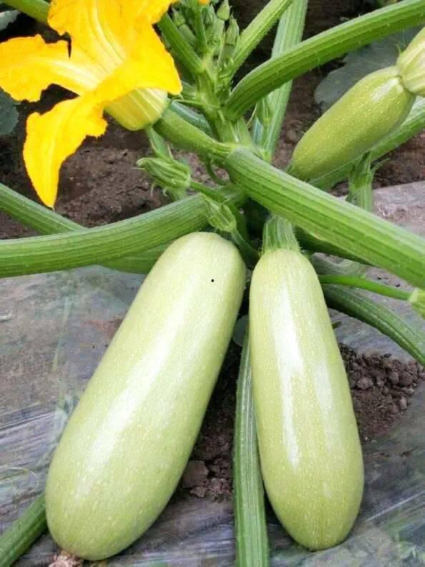 吃瓜西葫芦,揭秘瓜农的甜蜜生活与丰收喜悦