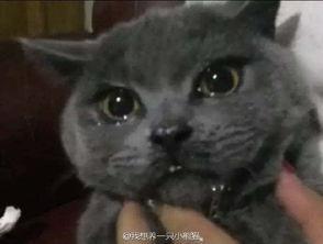 猫咪吃瓜声音,猫咪吃瓜的趣味瞬间