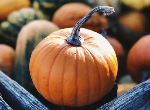 黄方瓜怎么吃,解锁美味新体验