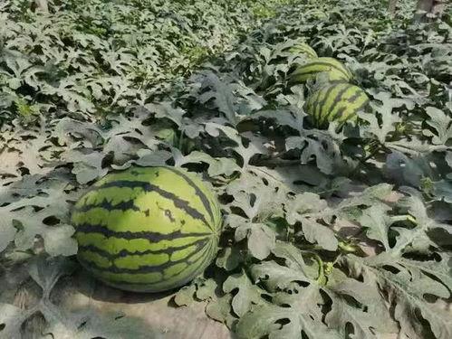 吃瓜人的必备,解锁娱乐八卦的通关秘籍