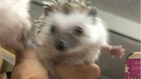 树下吃瓜的刺猬,一场意外的夏日奇遇 第1张 树下吃瓜的刺猬,一场意外的夏日奇遇 第1张