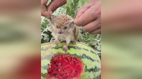 树下吃瓜的刺猬,一场意外的夏日奇遇 第2张 树下吃瓜的刺猬,一场意外的夏日奇遇 第2张