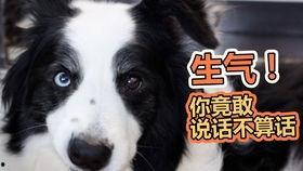 狗可以吃棉瓜吗,棉瓜在宠物菜单中的地位