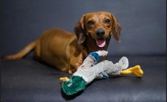 狗可以吃棉瓜吗,棉瓜在宠物菜单中的地位