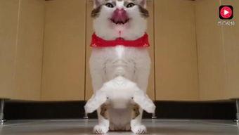 可爱小派吃瓜视频,趣味横生的瓜界风云