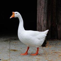 吃瓜鹅完整视频