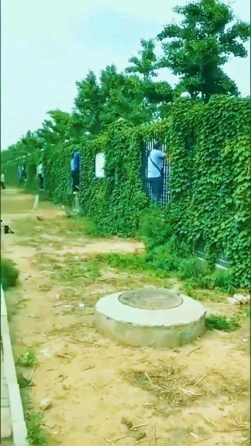 家长花式吃瓜各显神通,各显神通，揭秘家庭教育新潮流