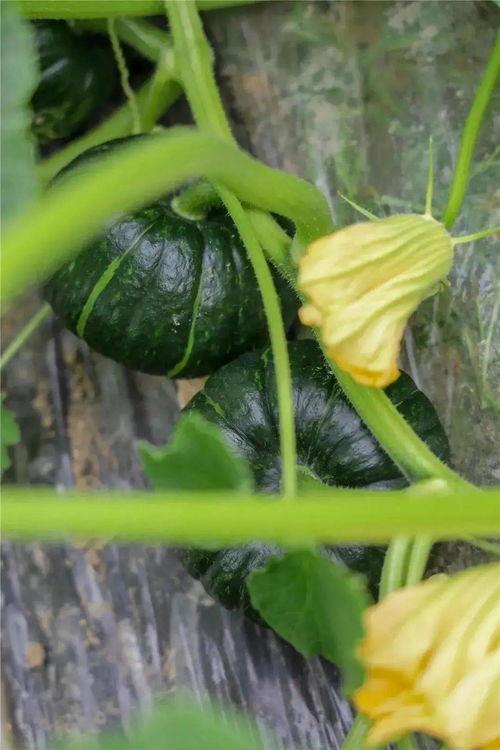 梦见在田里摘瓜吃瓜