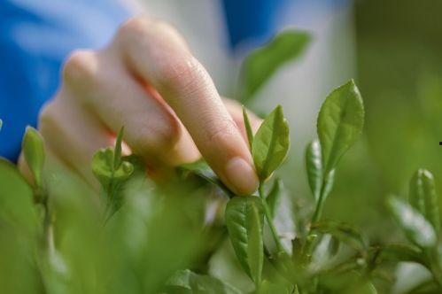 跟风吃瓜的人  第3张